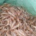 青虾冰鲜虾26~30只/kg