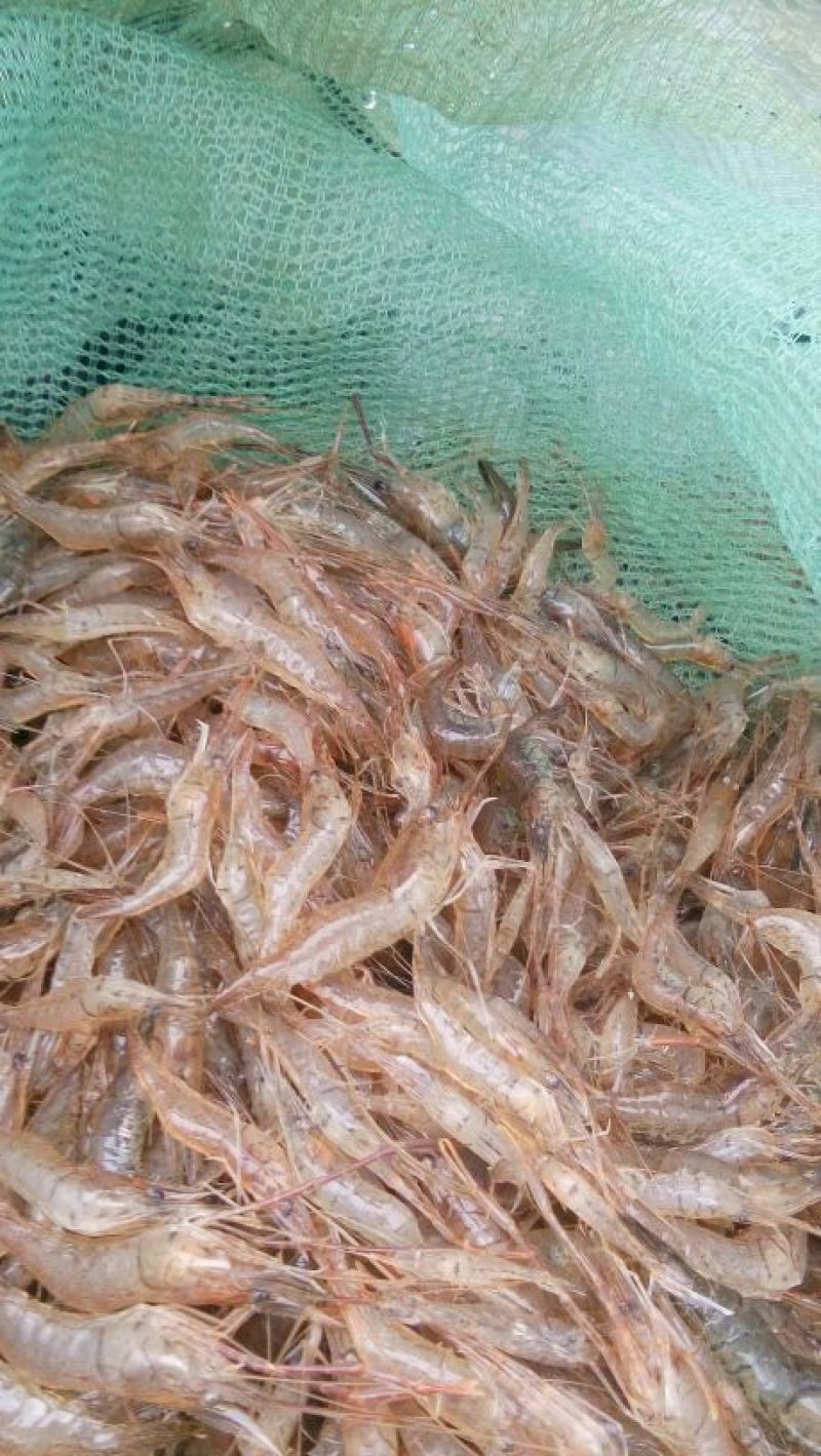 青虾冰鲜虾26~30只/kg