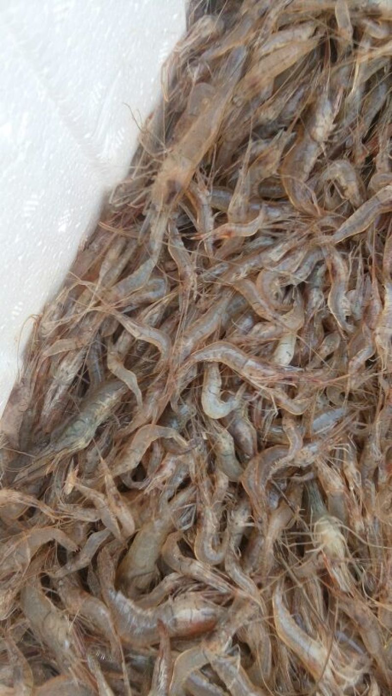 青虾冰鲜虾26~30只/kg