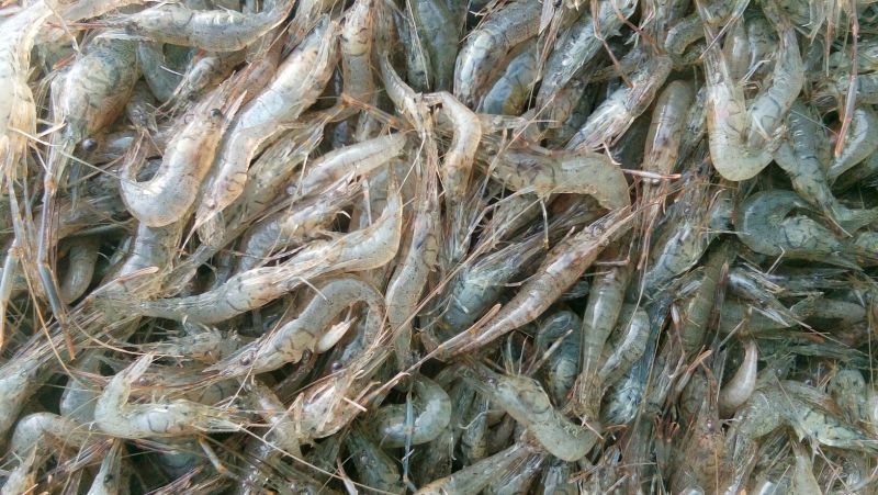 青虾冰鲜虾26~30只/kg