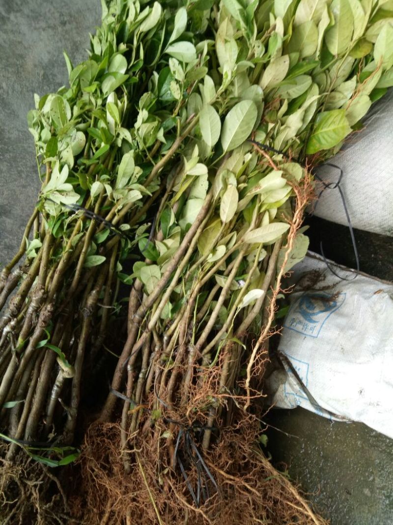 香水柠檬树苗北京柠檬，尤力克柠檬