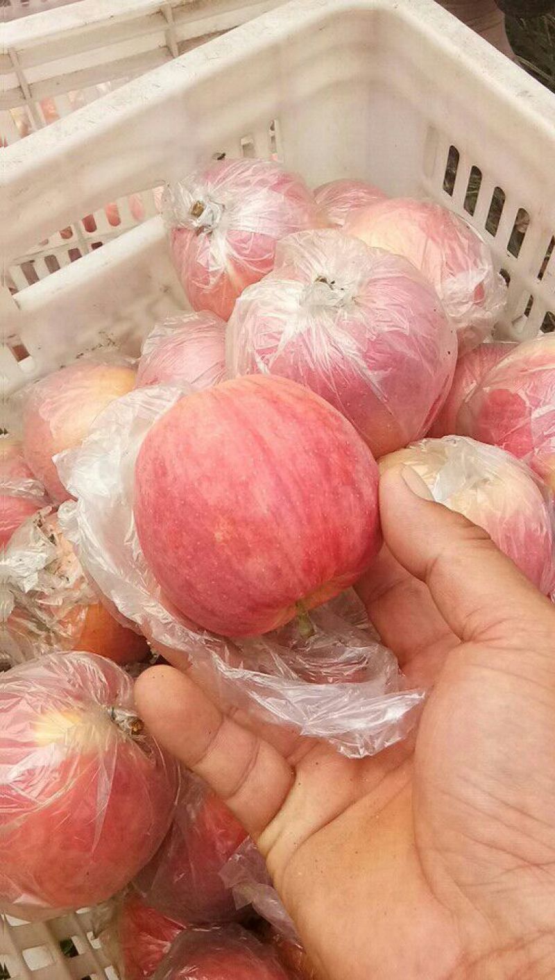 红星苹果80mm以上纸袋