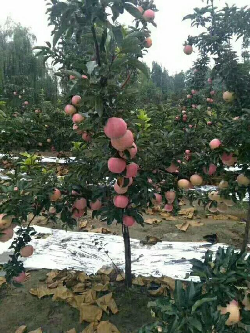 红星苹果80mm以上纸袋