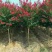 【牛商推荐】沭阳紫薇天鹅绒1~2米以下0.5~1米基地