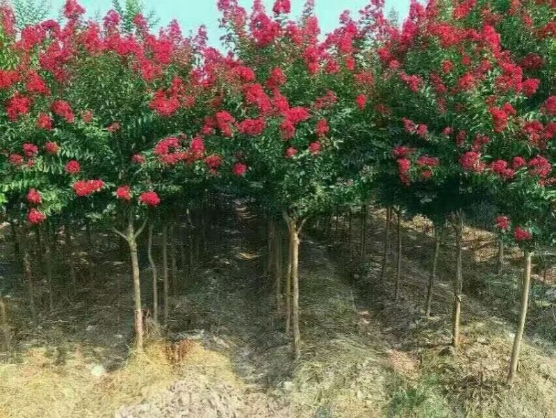 【牛商推荐】沭阳紫薇天鹅绒1~2米以下0.5~1米基地