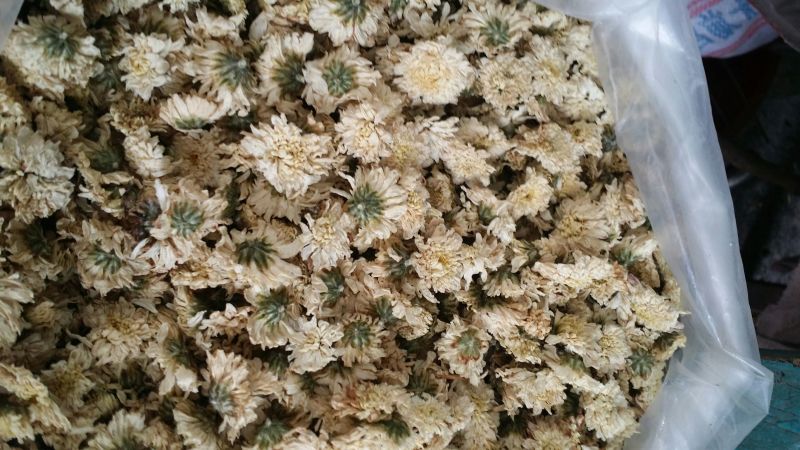 菊花茶三级