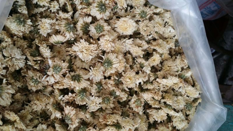 菊花茶三级