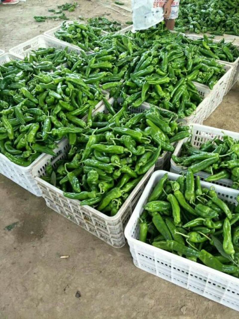 301辣椒✔20厘米以上青中辣夏邑产地直供量大质优