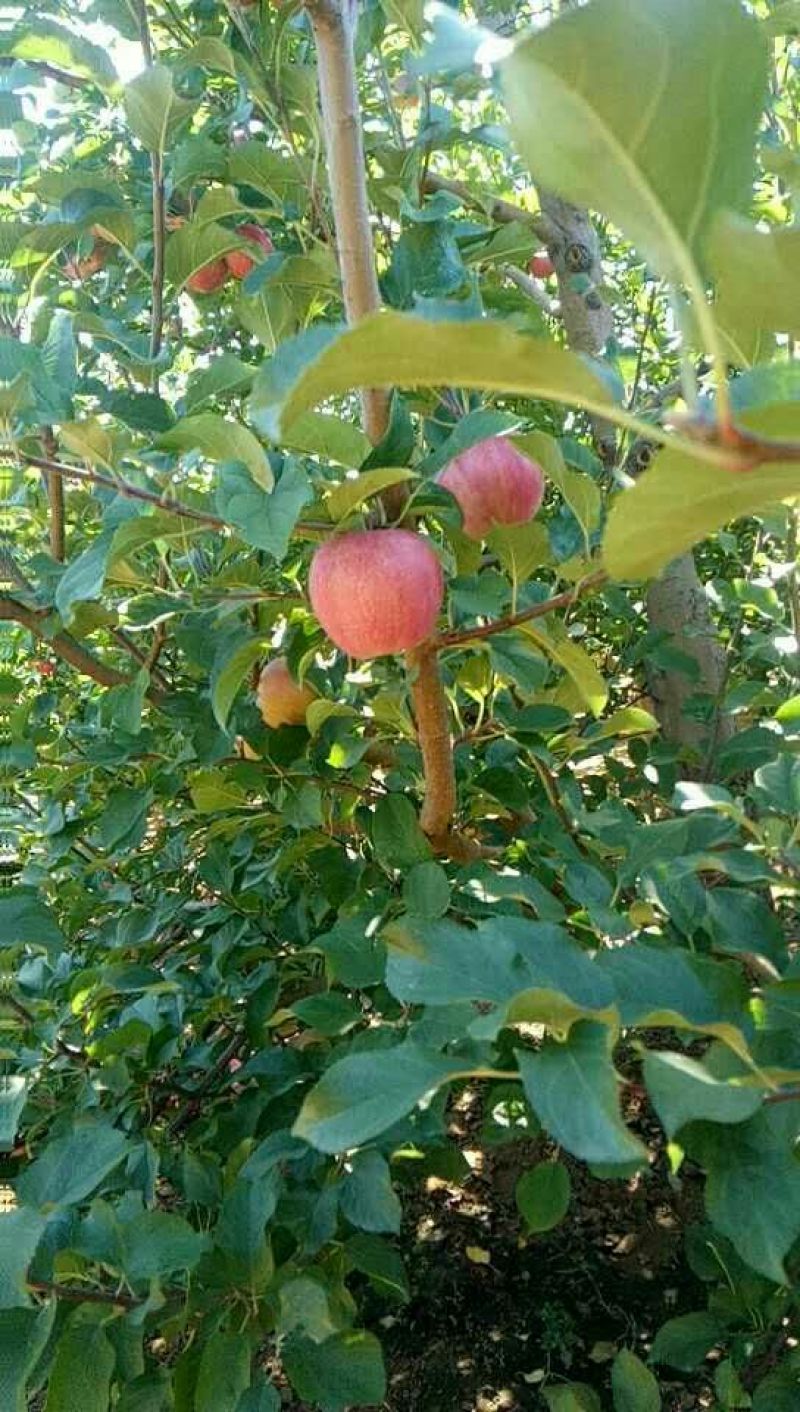 （推荐）韩富苹果70mm以上纸袋，光果大量有货