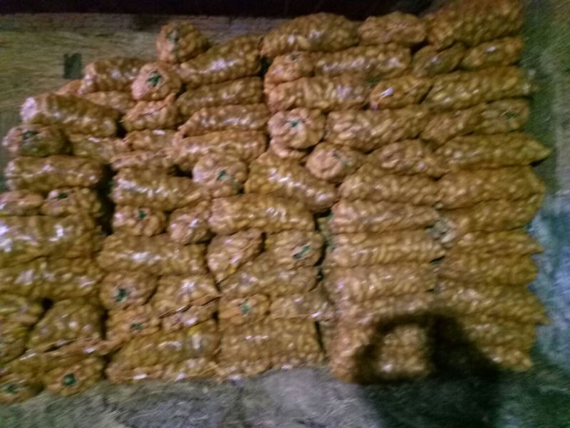 闽薯2两以上通货