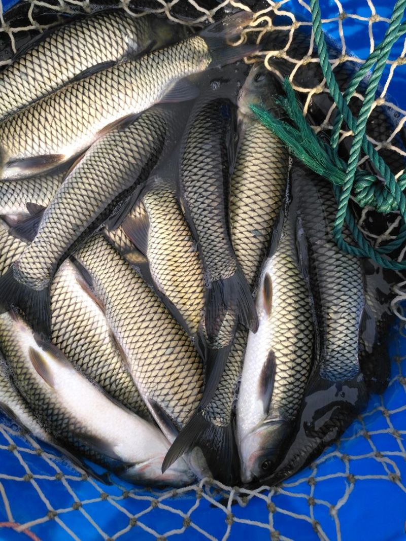 金草鱼1.5~3公斤人工养殖食用活鱼