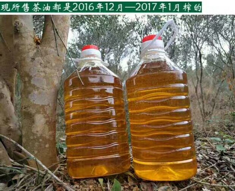 油茶籽100%以上