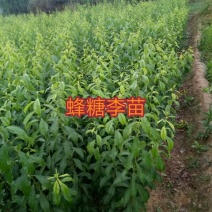 李子树苗蜂糖李苗