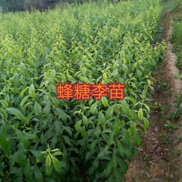 李子树苗蜂糖李苗