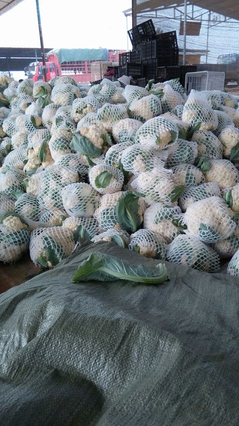 山东省聊城白面青梗松花菜，量大质优，价格下滑