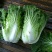 大白菜半净菜2~3公斤长年有货山地菜品质保证