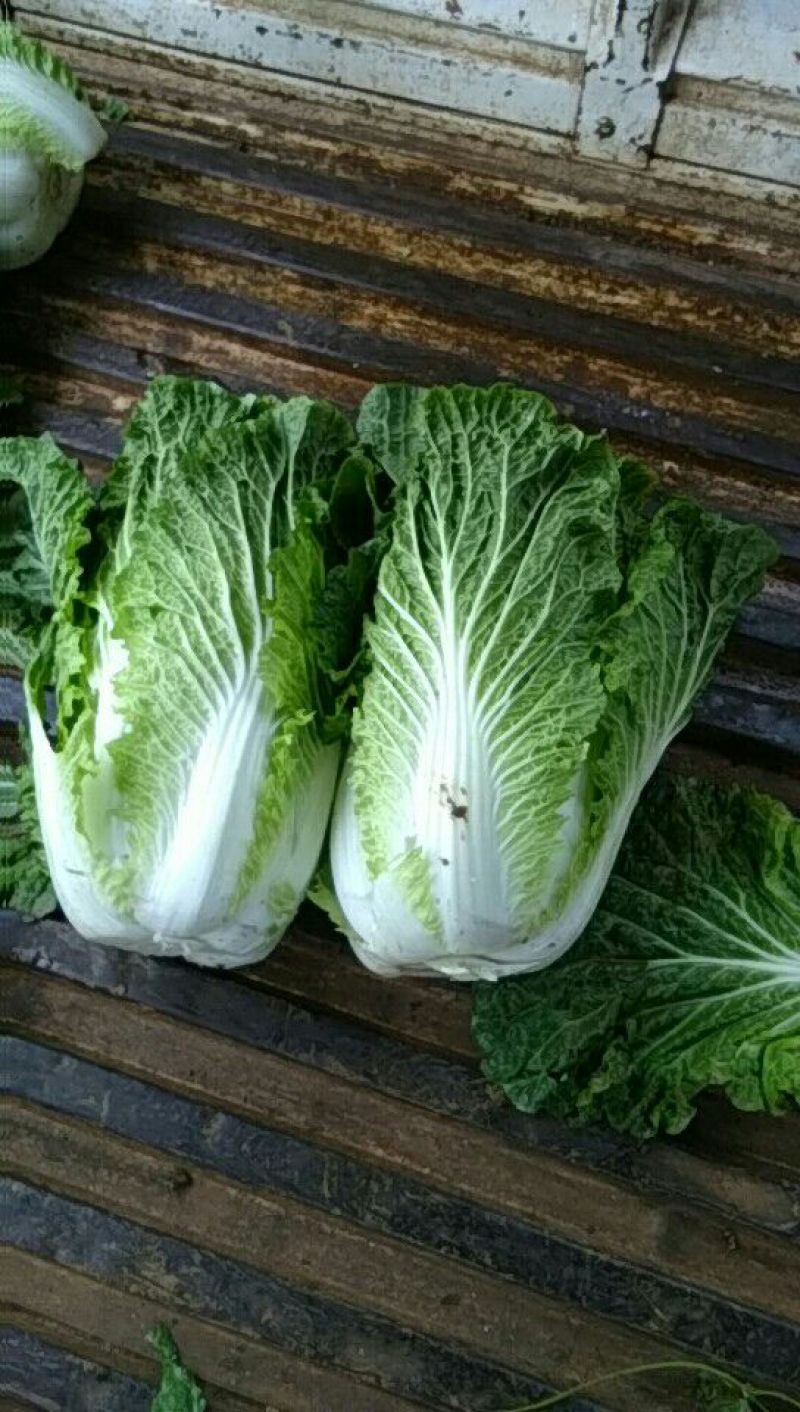 大白菜半净菜2~3公斤长年有货山地菜品质保证