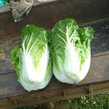 大白菜半净菜2~3公斤长年有货山地菜品质保证
