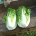 大白菜半净菜2~3公斤长年有货山地菜品质保证