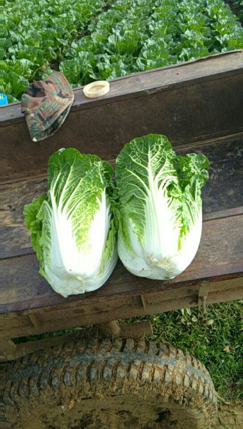 大白菜半净菜2~3公斤长年有货山地菜品质保证