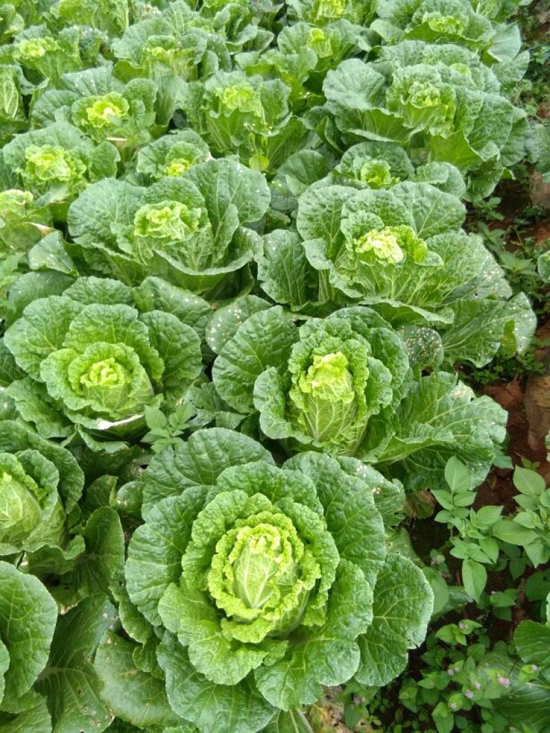 大白菜半净菜2~3公斤长年有货山地菜品质保证