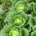 大白菜半净菜2~3公斤长年有货山地菜品质保证