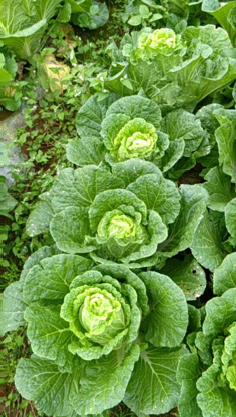 大白菜半净菜2~3公斤长年有货山地菜品质保证