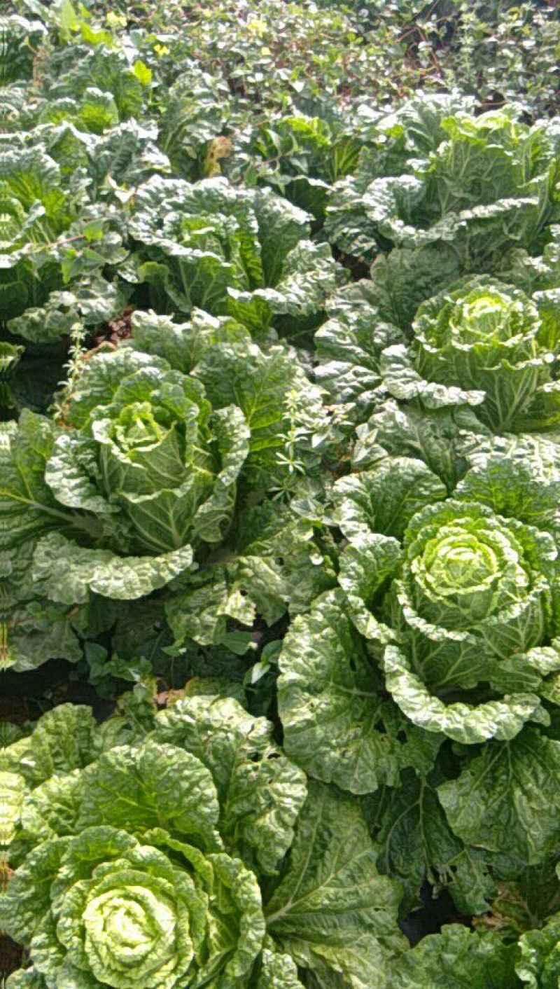 大白菜半净菜2~3公斤长年有货山地菜品质保证