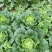大白菜半净菜2~3公斤长年有货山地菜品质保证