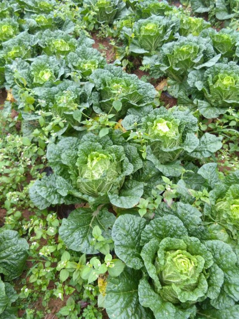 大白菜半净菜2~3公斤长年有货山地菜品质保证