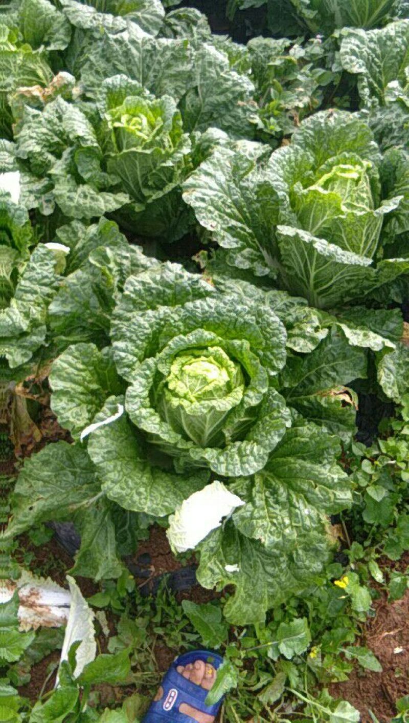 大白菜半净菜2~3公斤长年有货山地菜品质保证