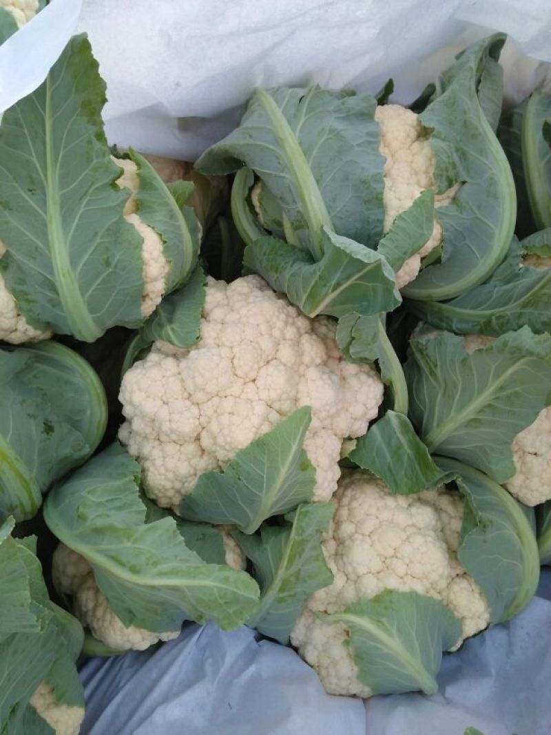 雪玉菜花！精品花菜！基地直供价格低