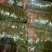 广东特产毛薯，基地直供，货源充足，走货快，欢迎前来选购