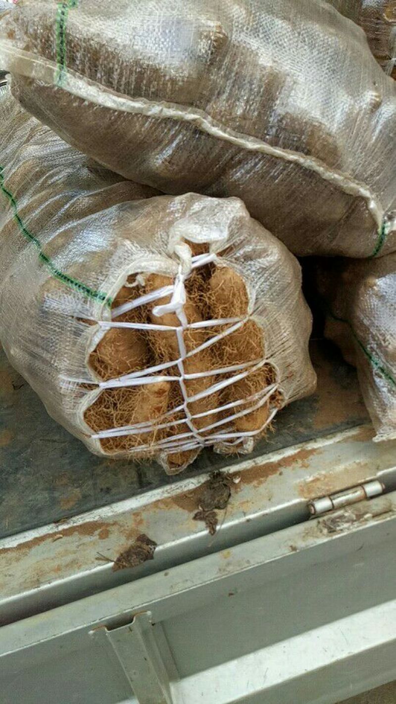 广东特产毛薯，基地直供，货源充足，走货快，欢迎前来选购
