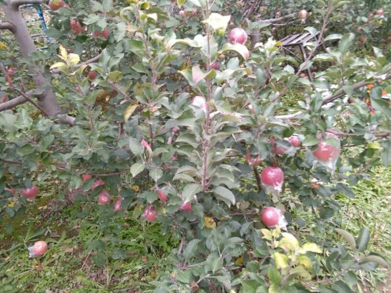 红富士苹果75mm以上膜袋