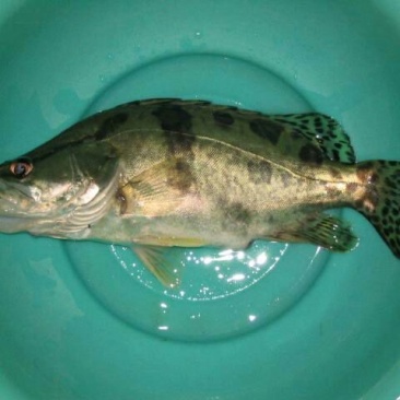 班桂鱼食用活鱼10~20cm