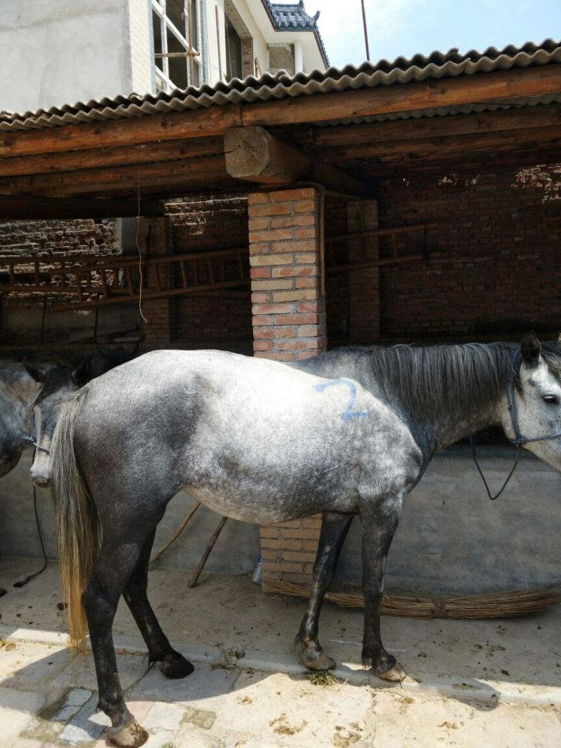 肉马400~500kg