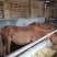 肉马400~500kg