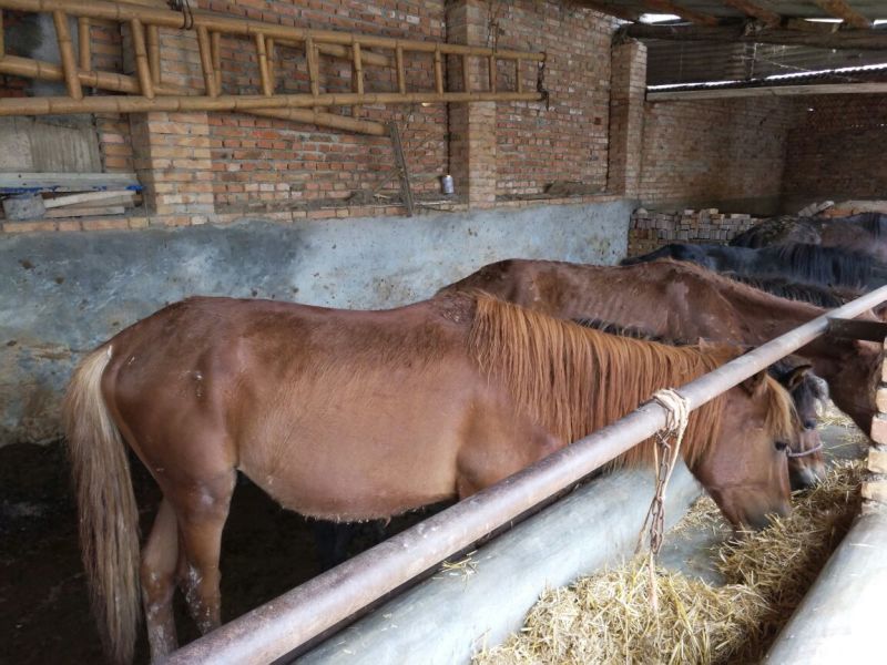 肉马400~500kg