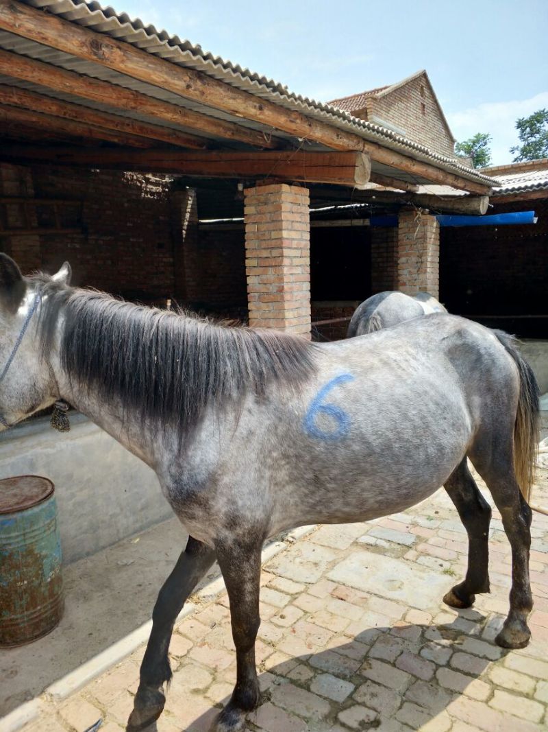 肉马400~500kg