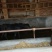 肉马400~500kg