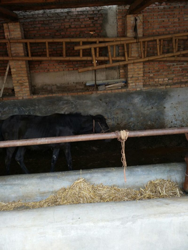 肉马400~500kg