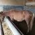 肉马400~500kg
