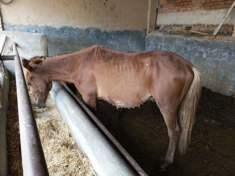 肉马400~500kg