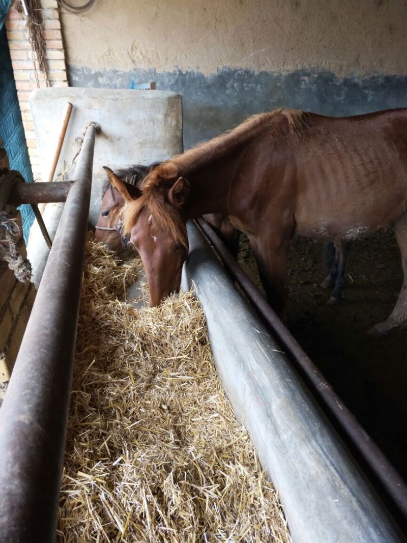 肉马400~500kg