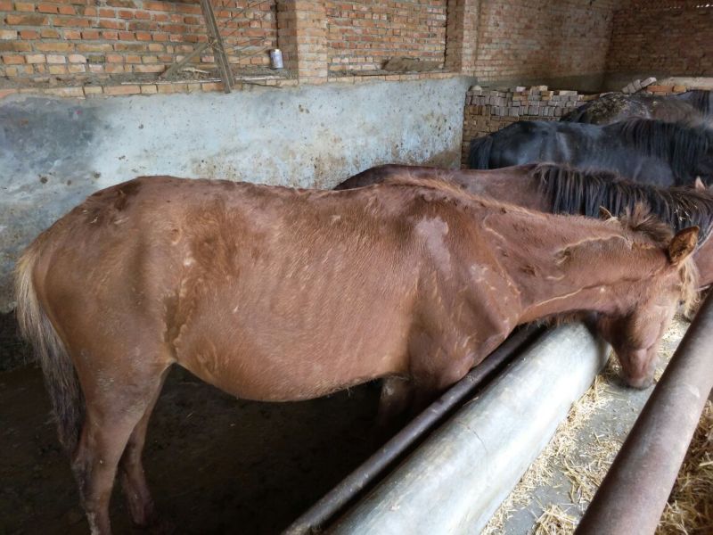 肉马400~500kg