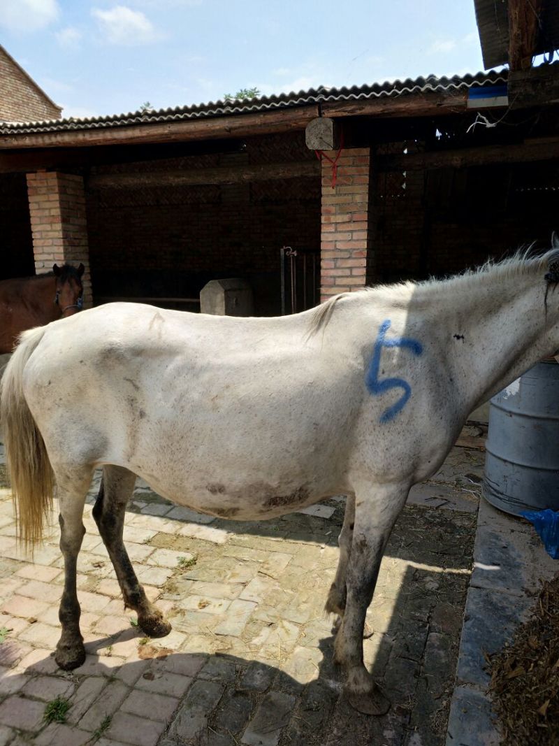肉马400~500kg
