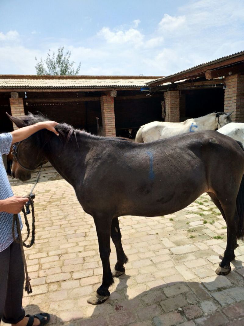肉马400~500kg