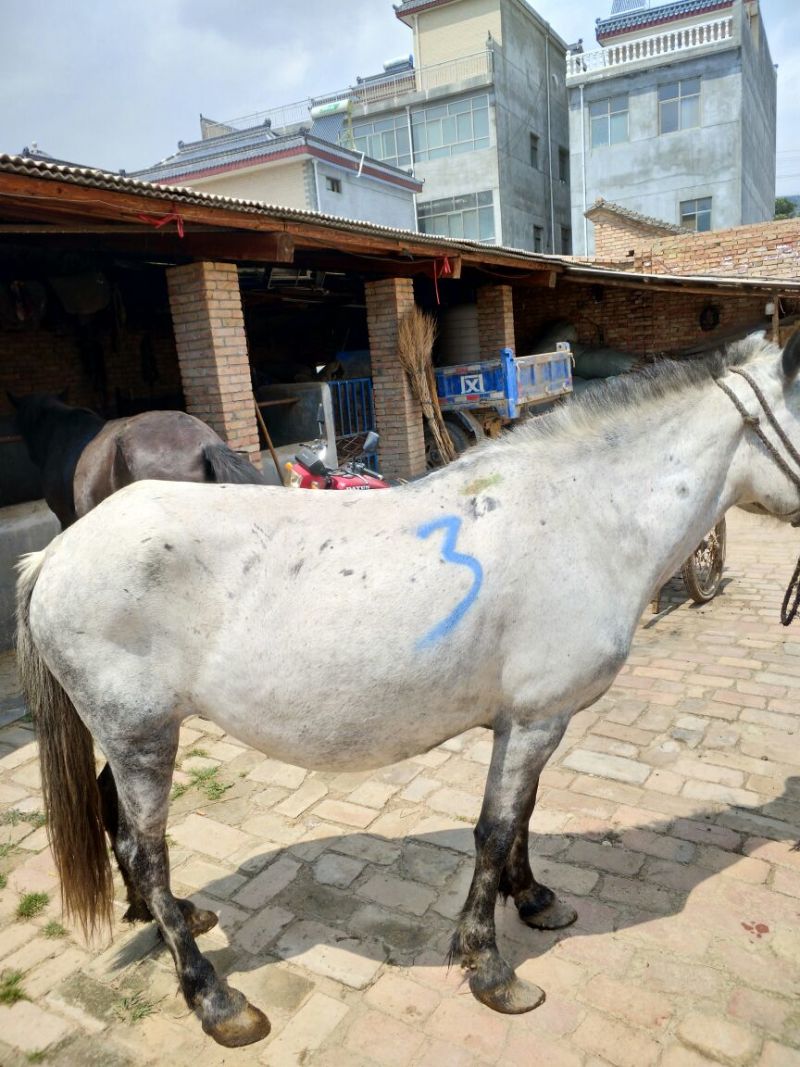 肉马400~500kg