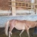 肉马400~500kg